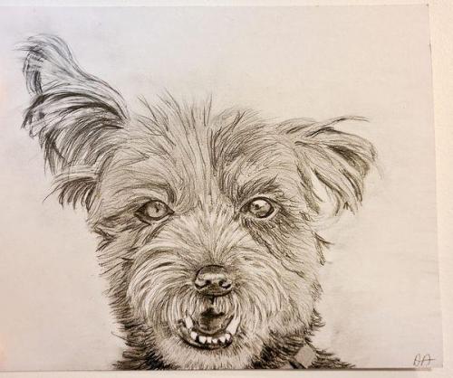 Pencil sketch dog collingwood 2020 complete